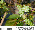 Goikyo cherry blossoms in full bloom 137209863