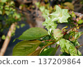 Goiyozakura in full bloom - 3:2 version 137209864