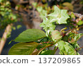 Goiyozakura in full bloom - 3:2 version 137209865