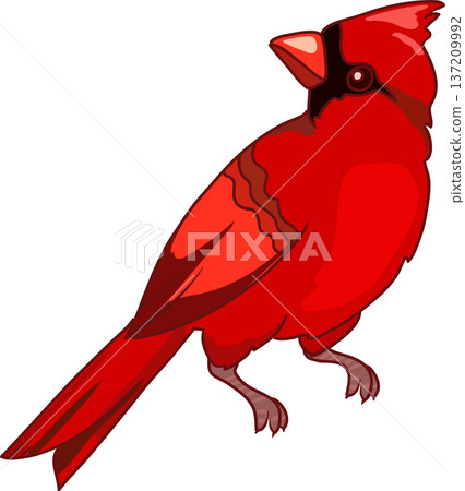 Cardinal bird, Northern cardinal , vector illustration, symbol of Christmas 137209992