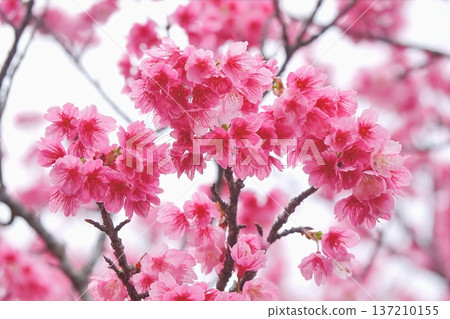 Pink cherry blossoms in full bloom heralding the arrival of spring 137210155