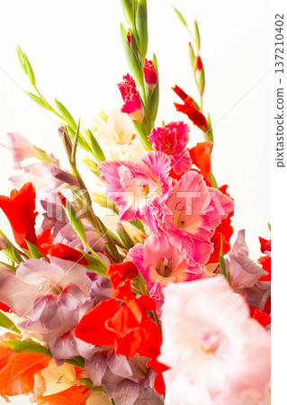 A group of mixed gladiolus flowers in shades of red, white, yellow, and purple stands in a vase. The flowers are fresh and arranged closely, creating a colorful bouquet 137210402