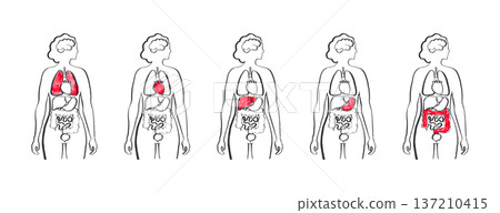 Internal Organs Sketch 137210415