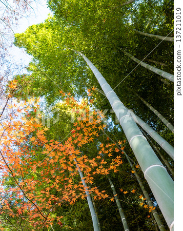 Beautiful autumn scenery in Japan: lush bamboo forests and vibrant autumn leaves 137211019