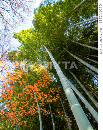 Beautiful autumn scenery in Japan: lush bamboo forests and vibrant autumn leaves Beautiful autumn scenery in Japan: lush bamboo forests and vibrant autumn leaves 137211020