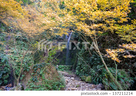 Autumn foliage at Meyama Falls (Aira City) Autumn foliage at Meyama Falls (Aira City) 137211214