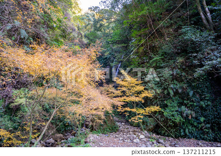 Autumn foliage at Meyama Falls (Aira City) Autumn foliage at Meyama Falls (Aira City) 137211215