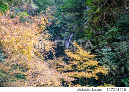 Autumn foliage at Meyama Falls (Aira City) Autumn foliage at Meyama Falls (Aira City) 137211216