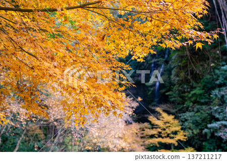 Autumn foliage at Meyama Falls (Aira City) Autumn foliage at Meyama Falls (Aira City) 137211217