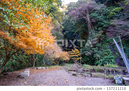 Autumn foliage at Meyama Falls (Aira City) Autumn foliage at Meyama Falls (Aira City) 137211218