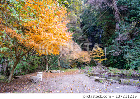 Autumn foliage at Meyama Falls (Aira City) Autumn foliage at Meyama Falls (Aira City) 137211219