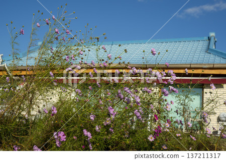 Han River bike path 137211317