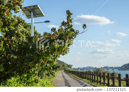 Han River bike path 137211325
