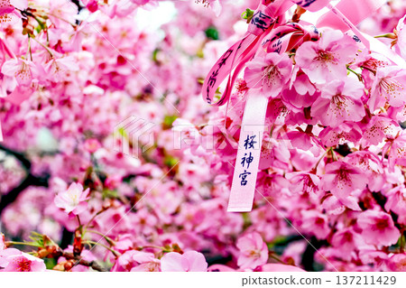 [Tokyo] Early spring at Sakura Shrine: A close-up of the vibrant Kawazu cherry blossoms in the grounds 137211429
