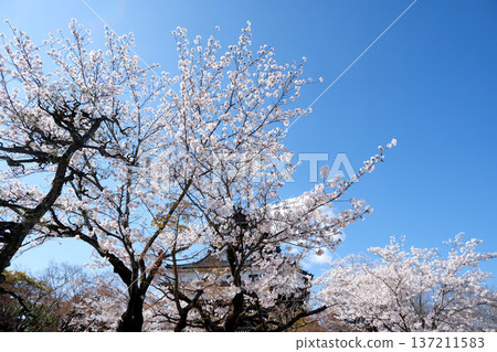 Inuyama City, Aichi Prefecture_Inuyama Castle and Cherry Blossoms 2_April 2025 Inuyama City, Aichi Prefecture_Inuyama Castle and Cherry Blossoms 2_April 2025 137211583