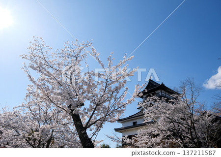 Inuyama City, Aichi Prefecture_Inuyama Castle and Cherry Blossoms 6_April 2025 137211587