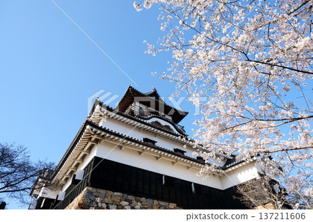 Inuyama City, Aichi Prefecture_Inuyama Castle and Cherry Blossoms 25_April 2025 Inuyama City, Aichi Prefecture_Inuyama Castle and Cherry Blossoms 25_April 2025 137211606