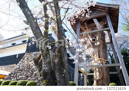 愛知縣犬山市_犬山城櫻花_2025年4月4日 137211629