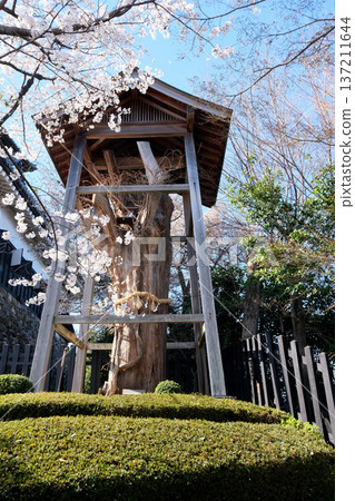 愛知縣犬山市_犬山城櫻花_2025年4月19日 愛知縣犬山市_犬山城櫻花_2025年4月19日 137211644