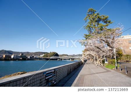 Inuyama City, Aichi Prefecture_Kiso River Promenade 2_April 2025 Inuyama City, Aichi Prefecture_Kiso River Promenade 2_April 2025 137211669