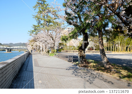 Inuyama City, Aichi Prefecture_Kiso River Promenade 3_April 2025 Inuyama City, Aichi Prefecture_Kiso River Promenade 3_April 2025 137211670