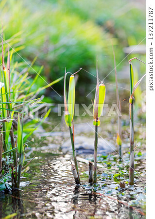 Spring water and budding grass at Katsusaka Ruins Park A spring stream in the Satoyama Spring water and budding grass at Katsusaka Ruins Park A spring stream in the Satoyama 137211787