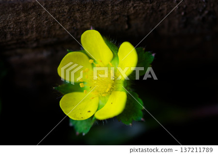 春季盛開的蛇莓花微距攝影 137211789