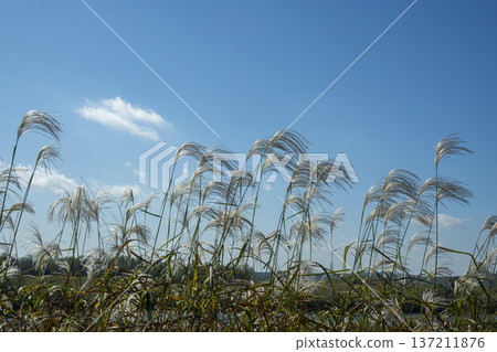 Han River bike path 137211876