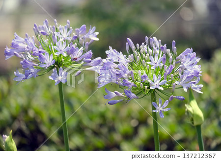 Blossom African lily (lat.- Agapanthus africanus) Blossom African lily (lat.- Agapanthus africanus) 137212367
