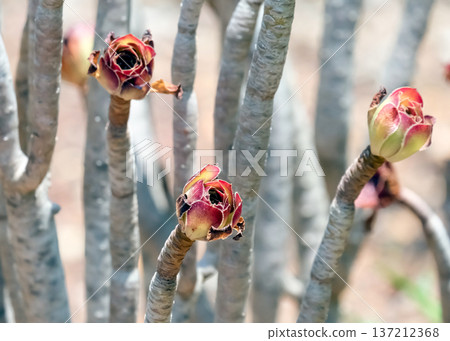 Tree aeonium, tree houseleek, or Irish rose (Aeonium arboreum) 137212368