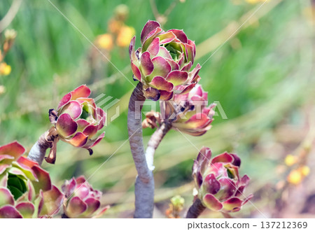 Tree aeonium, tree houseleek, or Irish rose (Aeonium arboreum) Tree aeonium, tree houseleek, or Irish rose (Aeonium arboreum) 137212369