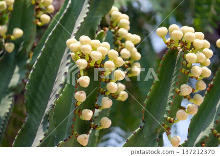 Transvaal candelabra tree (lat. Euphorbia cooperi) 137212370