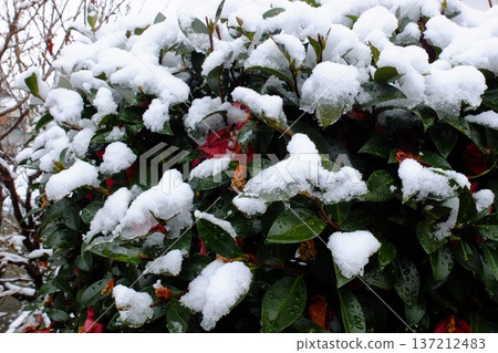 Snow-covered leaves and flower details Snow-covered leaves and flower details 137212483