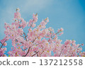 Full-blooming branches of Kawazu cherry blossoms in Izu | Bright pink early-blooming cherry blossoms shining against the blue sky and spring sunlight 137212558