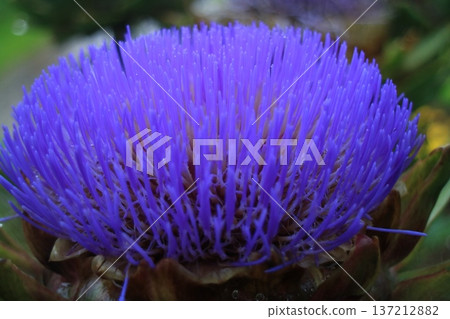 Macro representation of a purple flower with thin petals spreading 137212882