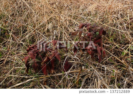 一種葉子呈現紅色的野生植物，蔓延在地面上。 137212889