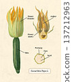 Cucurbita pepo fruit and flower 137212963