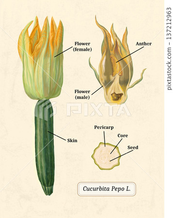 Cucurbita pepo fruit and flower Cucurbita pepo fruit and flower 137212963
