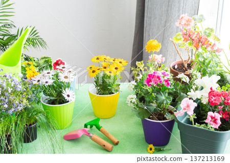 Spring decoration of a home balcony or terrace with flowers, geranium flower and petunias and ivy with spatula and rake on green background, home gardening and hobbies, biophilic design Spring decoration of a home balcony or terrace with flowers, geranium flower and petunias and ivy with spatula and rake on green background, home gardening and hobbies, biophilic design 137213169