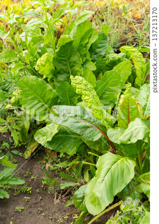 Fresh green plants grow in a garden setting. The leaves are large and vibrantly colored. The soil is visible around the base of the plants 137213170