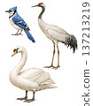 Elegant Bird Illustration Collection   Blue Jay, Crane and Swan 137213219