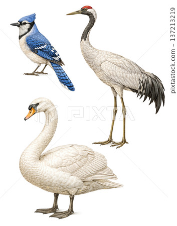 Elegant Bird Illustration Collection   Blue Jay, Crane and Swan 137213219