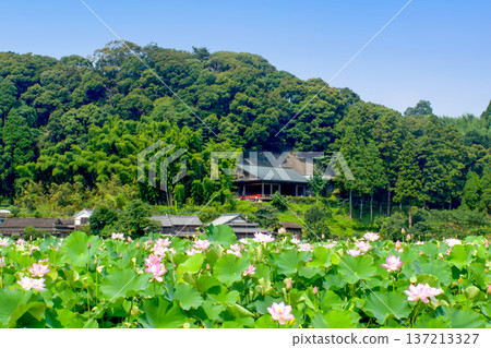 The lotus garden at Usuki Stone Buddha Park The lotus garden at Usuki Stone Buddha Park 137213327