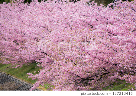 Kawazu cherry tree Kawazu cherry tree 137213415