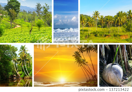 Tropical Sri Lanka Landscape Collage with Tea Plantations and Beaches 137213422