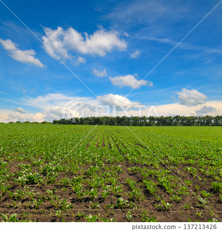 Vast Agricultural Field with Young Green Sugar Beet Crops Vast Agricultural Field with Young Green Sugar Beet Crops 137213426