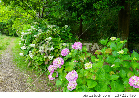Oak leaf hydrangeas and pink hydrangeas blooming along a forest path 137213450