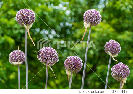 Purple alliums blooming and bees against a backdrop of fresh greenery Purple alliums blooming and bees against a backdrop of fresh greenery 137213451