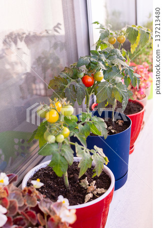 People plant and care for tomato plants on a balcony in the city. The small pots show green and red tomatoes ready to be picked during the growing season 137213480