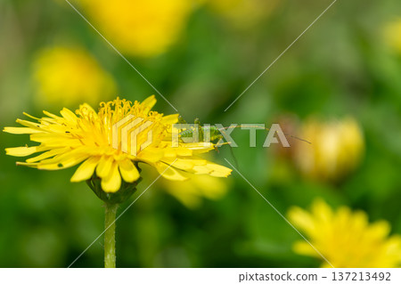 一隻小小的蚱蜢幼蟲棲息在蒲公英花瓣上。 137213492